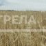 По индексу сельхозпроизводства Брянская область вышла на четвертое место в стране - Газета Севская правда
